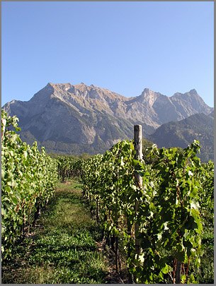 Weinstöcke und Berge